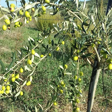 בית חווה Agrisole *
