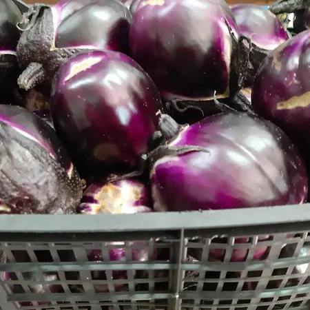 Agrisole Farma
