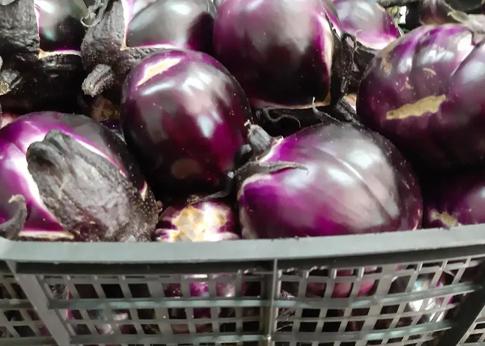 Agrisole ファームステイ